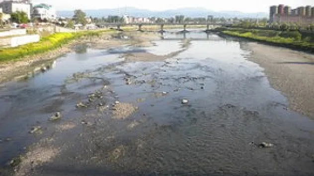 Mersin Balıklarının Yeşilırmak'taki Yaşam Savaşı