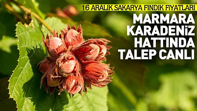 16 Aralık Sakarya Fındık Fiyatları | Marmara–Karadeniz Hattında Talep Canlı