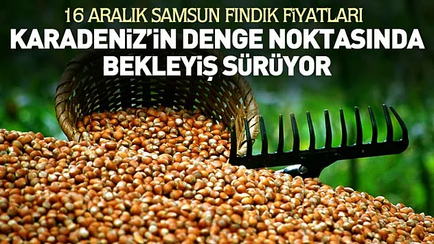 16 Aralık Samsun Fındık Fiyatları | Karadeniz'in Denge Noktasında Bekleyiş Sürüyor