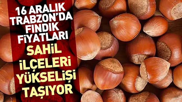 16 Aralık Trabzon'da Fındık Fiyatları | Sahil İlçeleri Yükselişi Taşıyor