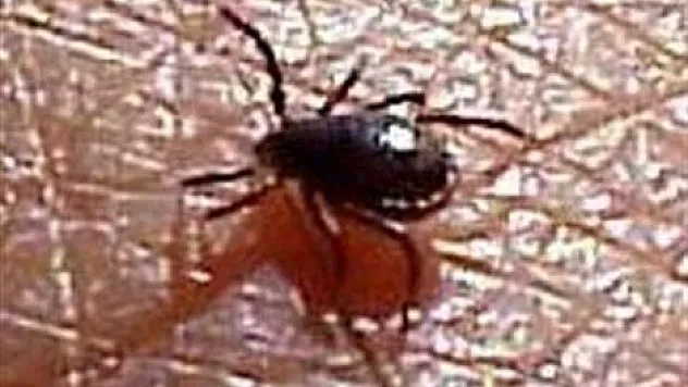 Bakanlığın kene alarmı verdiği 20 il