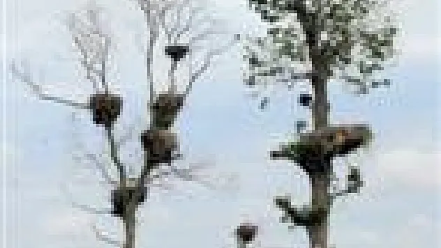 Türkiye 40 yılda sulak alanlarının yarısını kaybetti