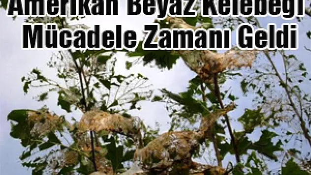 Amerikan Beyaz Kelebeği Mücadele Zamanı Geldi