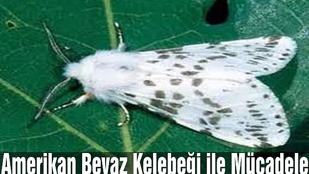 Amerikan Beyaz Kelebeği ile Mücadele
