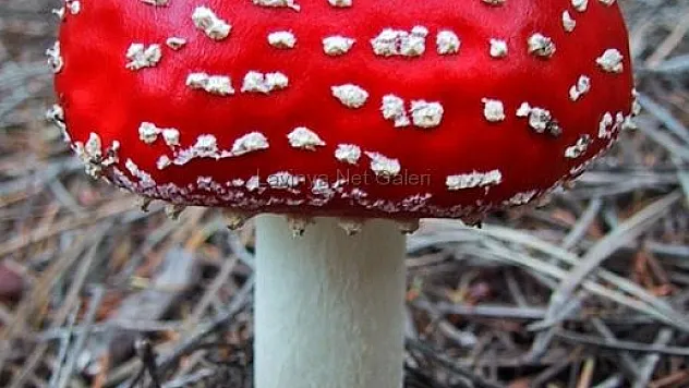 Mantardan zehirlenen yaşlı kadın öldü