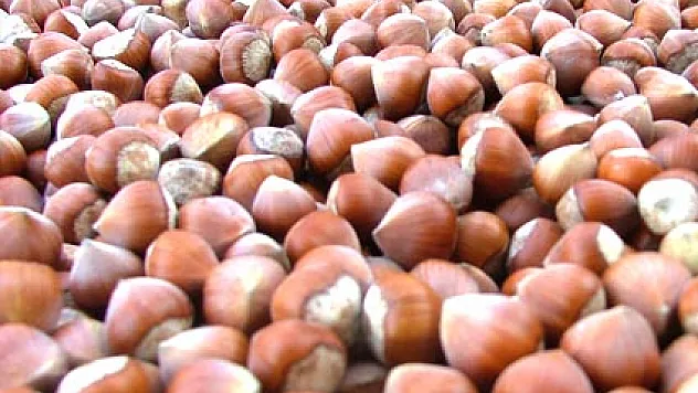 920 milyon dolarlık fındık ihracatı yapıldı