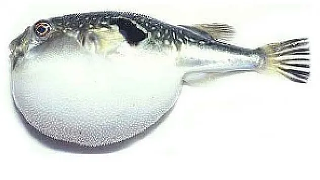 TÜBİTAK'tan önemli uyarı