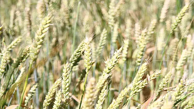 '320 Bin Ton Buğday Toprağa Terk Ediliyor'