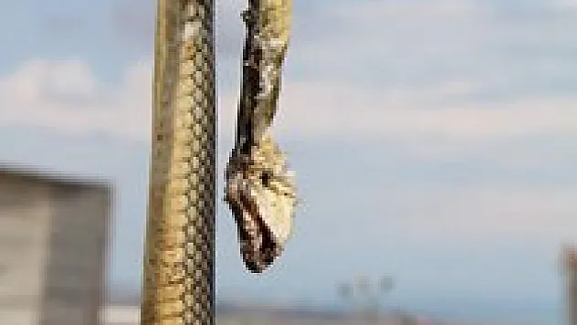 Eve giren yılan korkuttu