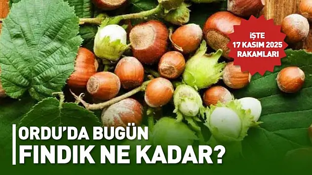 17 Kasım 2025 Ordu'da Fındık Fiyatı Ne Kadar?