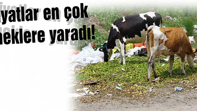 Fiyatlar en çok İneklere yaradı!