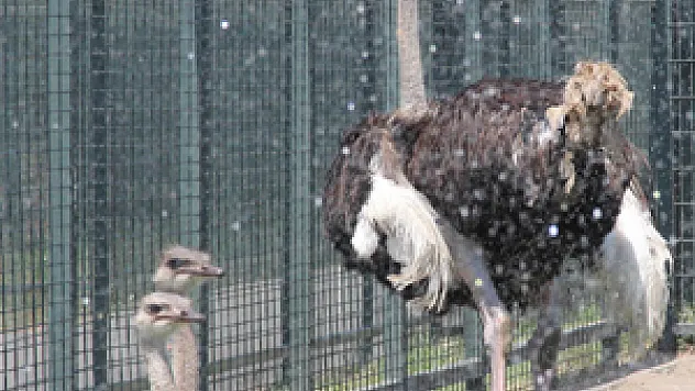 Hayvanlar dondurma ile serinliyor