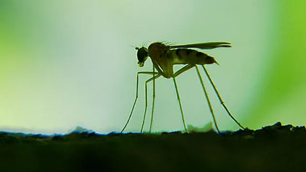 Çarşambalıların Kabusu sivrisinekler