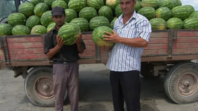Bafra Karpuzu Eski Tadını Yakaladı