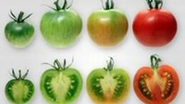 Domatesin tadını değiştirdiler