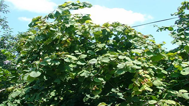 Fındık Hasat Ve İhraç İzin Tarihleri Belli Oldu