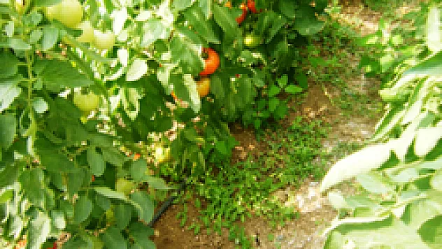 Güvenilir Gıda için Zirai İlaç Denetimi