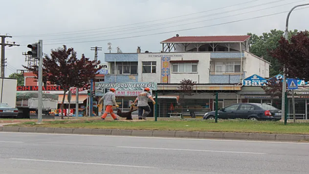 Çarşamba'nın bitmeyen çilesi Sokak Köpekleri