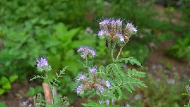 Ayvacıklı arıcılar faselyayı deniyor