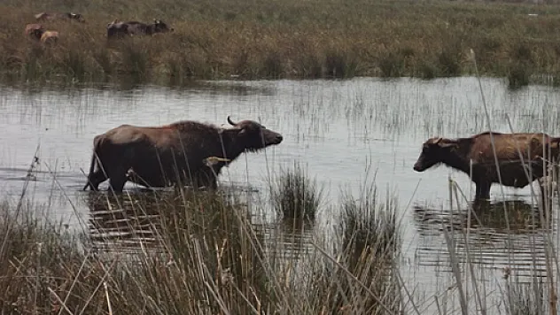 Tarım Gıda ve Hayvancılık Mandaya el atıyor