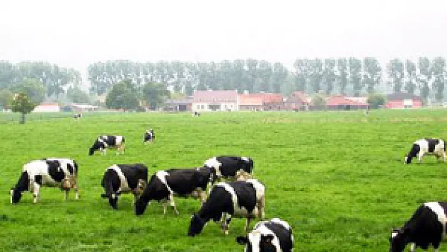 Samsun'da Brucella'ya karşı aşılama yapılıyor