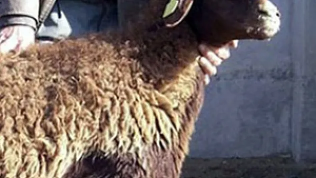 Kurbanlık fiyatlarındaki sürpriz gelişme