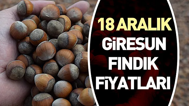 18 Aralık Giresun Fındık Fiyatları | Kalite Primi Tarihi Zirveyi Koruyor