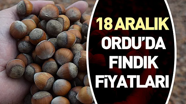 18 Aralık Ordu'da Fındık Fiyatları | Yeni Rekor Bant Korunuyor, Üretici Satışa Hâlâ Mesafeli