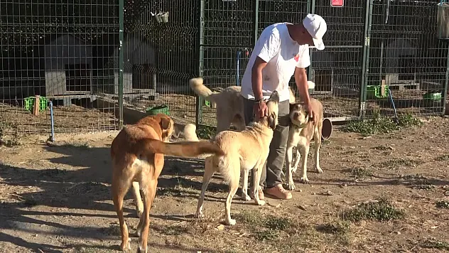 18 yıllık iyilik hikâyesi: 147 cana yuva oldular