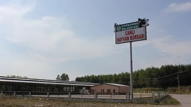 Kurban Bayramı yaklaşırken Çarşamba'da hayvancılık