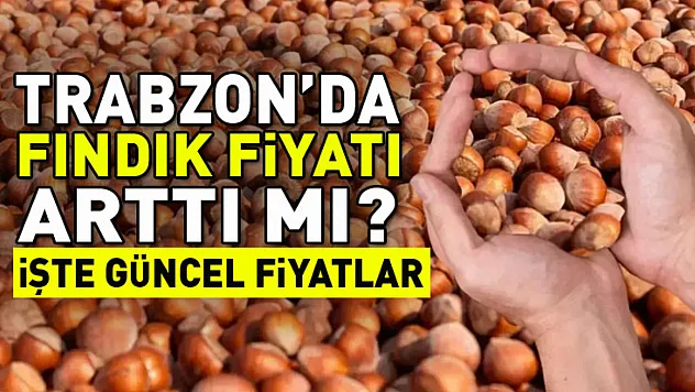 19 Aralık Trabzon'da Fındık Fiyatları | Sahil İlçeleri Yükselişi Taşıyor