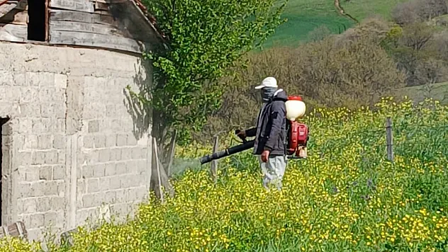 19 Mayıs ilçesinde kahverengi kokarca ile mücadele sürüyor