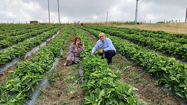 19 Mayıs'ın gözdesi 'Engiz çileği' tezgahlarda: Üreticinin yüzü gülüyor