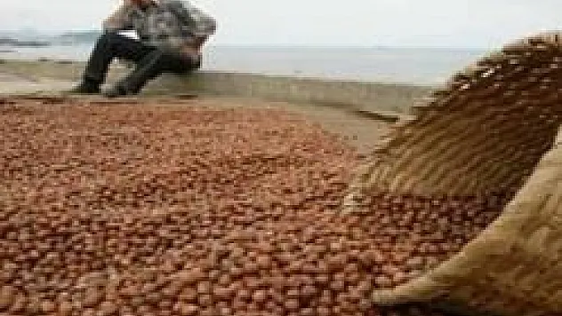 Türkiye, 2012-2013 fındık ihraç sezonunun ilk altı ayında 188 bin 983 ton fındık ihraç ederek, karşılığında 1 milyar 72 milyon 853 bin dolar gelir elde etti