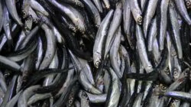 Karadeniz'de Hamsi Sezonu Açıldı