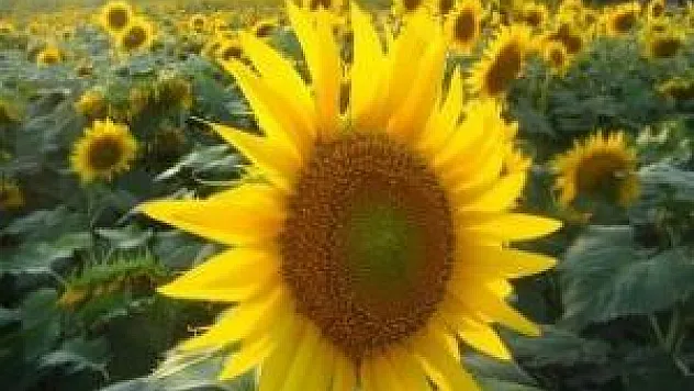 Bafay 'Tarım Kredi Gıda' İçin Üretim Yapacak