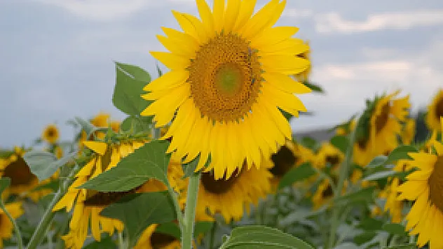 Bazı Ürünler TÜİK verilerine göre desteklenecek