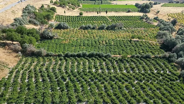 2 bin 800 yıllık Erciş üzümünde bağ bozumu başladı