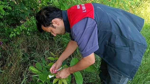 2 bin samuray arıcığı doğaya salındı