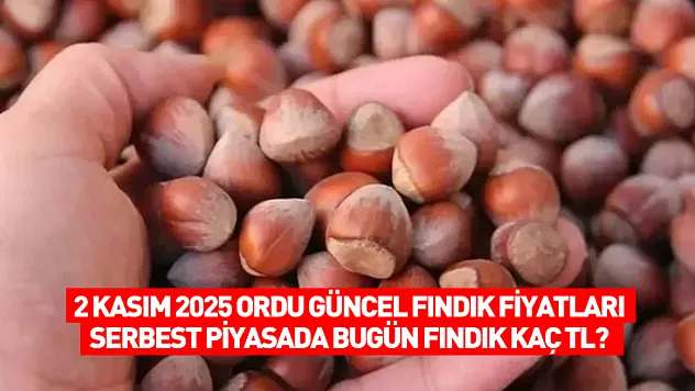 2 Kasım 2025 Ordu Güncel Fındık Fiyatları: Serbest Piyasada Bugün Fındık Kaç TL?