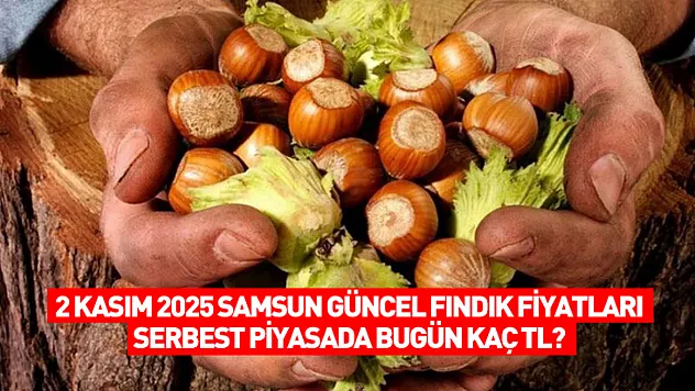 2 Kasım 2025 Samsun Güncel Fındık Fiyatları: Serbest Piyasada Bugün Kaç TL?