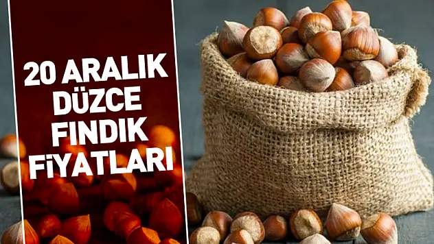 20 Aralık Düzce Fındık Fiyatları | Üretici Bekliyor, Tüccar Kalite Peşinde