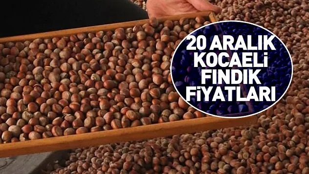 20 Aralık Kocaeli Fındık Fiyatları | İç Piyasa Talebi Güçlü, Fiyatlar Dengeli