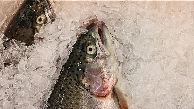 2025'te 520 Milyonluk Türk somonu ihracatı gerçekleşti