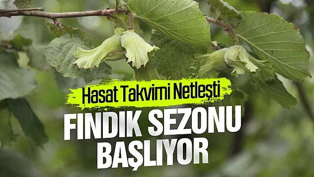 2026 fındık sezonunda Samsun için hasat takvimi netleşti