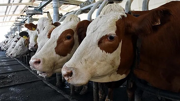 2026 Kurban Fiyatları Netleşti: Büyükbaş ve Küçükbaş Kurbanlık Fiyatları Belli Oldu