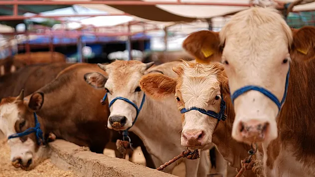 2026 kurbanlık fiyatları belli olmaya başladı