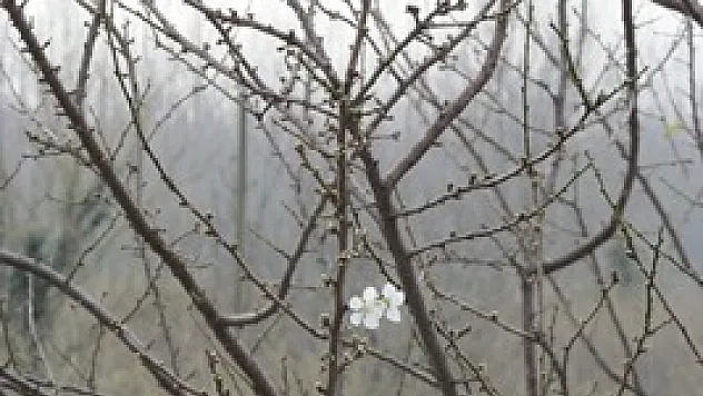 Yalancı bahar erik ağaçlarına çiçek açtırdı