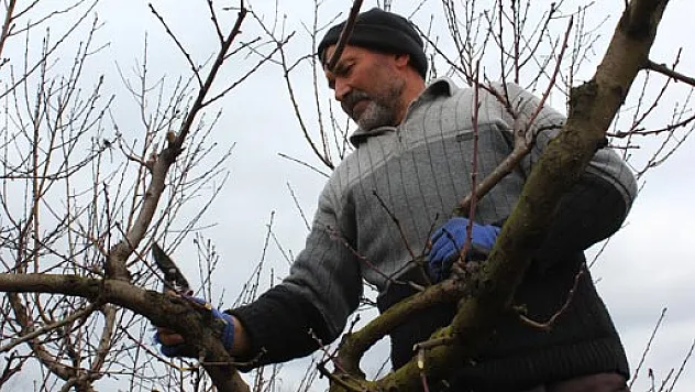 Şeftaliler budanıyor