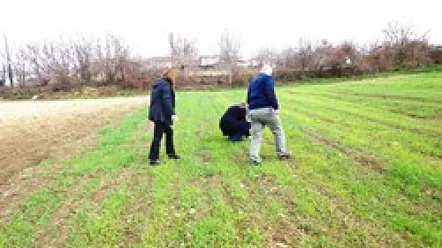 Buğday Tarımında Yabancı Otla mücadele